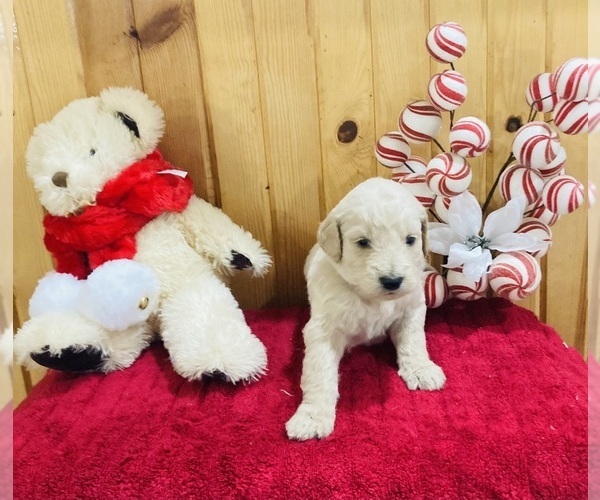 Medium Photo #4 Goldendoodle Puppy For Sale in TRENTON, MO, USA