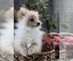 Small #5 Pomeranian