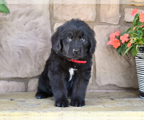 Medium Photo #3 Newfoundland Puppy For Sale in MILLERSBURG, OH, USA