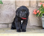 Small #2 Newfoundland