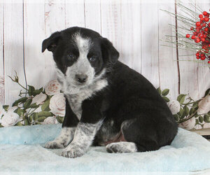 Australian Cattle Dog Puppy for sale in PENNS CREEK, PA, USA