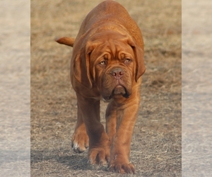 Dogue de Bordeaux Puppy for sale in ANDOVER, CT, USA