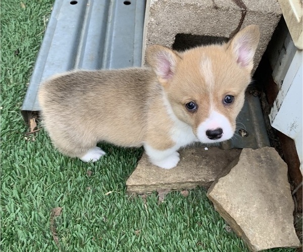 Medium Photo #3 Pembroke Welsh Corgi Puppy For Sale in BURLESON, TX, USA