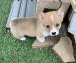 Small Photo #3 Pembroke Welsh Corgi Puppy For Sale in BURLESON, TX, USA