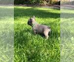 Small Photo #7 French Bulldog Puppy For Sale in WHITTIER, CA, USA