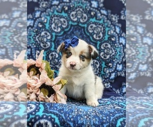 Pembroke Welsh Corgi Puppy for sale in QUARRYVILLE, PA, USA