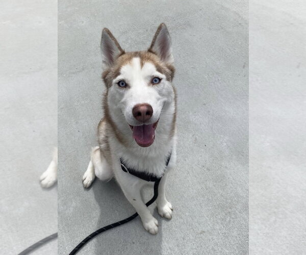 Medium Photo #3 Siberian Husky Puppy For Sale in Salinas, CA, USA