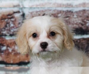 Cavachon Puppy for sale in BEL AIR, MD, USA