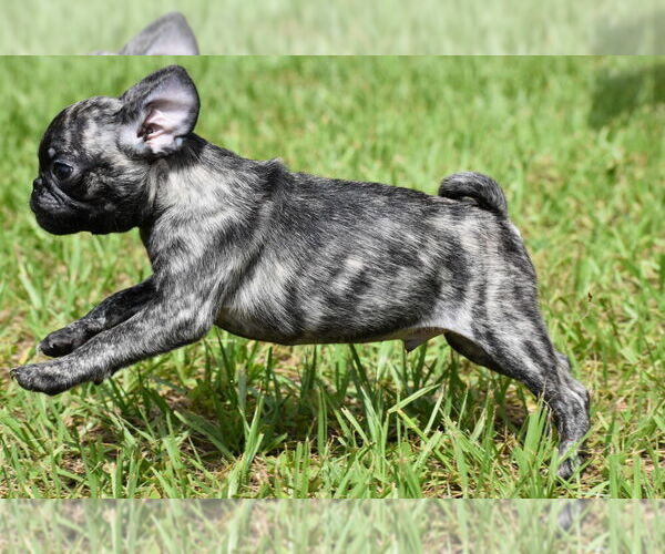 Medium Photo #2 Pug Puppy For Sale in PALM COAST, FL, USA