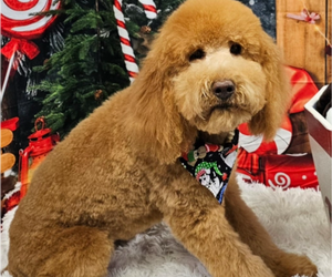 Mother of the Goldendoodle puppies born on 06/25/2025