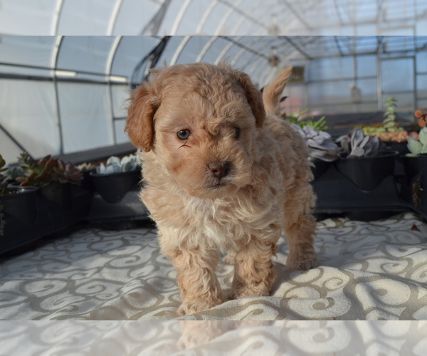 Medium Photo #15 Poodle (Miniature) Puppy For Sale in GREENWOOD, WI, USA