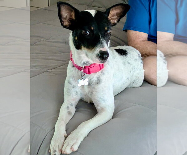 Medium Photo #2 Rat Terrier-Unknown Mix Puppy For Sale in Atlanta, GA, USA