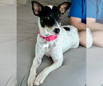 Small #1 Rat Terrier Mix