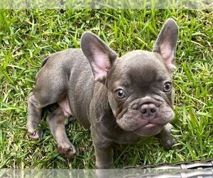 French Bulldog Puppy for sale in HOUSTON, TX, USA