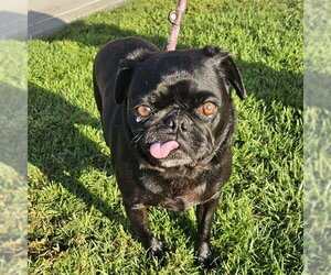 Pug-Unknown Mix Dogs for adoption in Camarillo, CA, USA