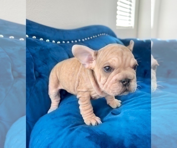 Medium Photo #4 French Bulldog Puppy For Sale in CHARLOTTESVILLE, VA, USA
