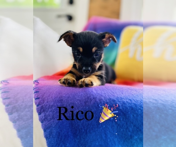 Medium Photo #5 Chorkie Puppy For Sale in COOKEVILLE, TN, USA