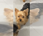 Small #2 Yorkshire Terrier