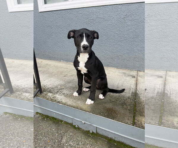 Medium Photo #1 American Pit Bull Terrier-Unknown Mix Puppy For Sale in Woodland, CA, USA