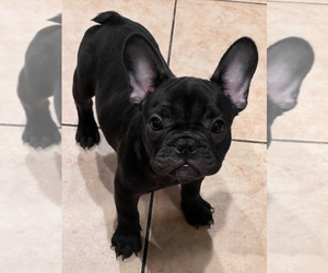 French Bulldog Puppy for sale in SAN JOSE, CA, USA