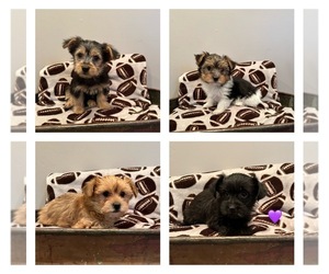 Morkie Puppy for Sale in LUDLOW, Missouri USA