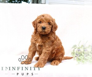 Goldendoodle (Miniature) Puppy for sale in EPHRATA, PA, USA