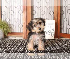 Yo-Chon Puppy for sale in NAPLES, FL, USA