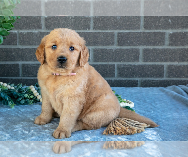 Medium Photo #2 Golden Retriever Puppy For Sale in MILLERSBURG, OH, USA