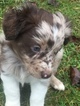 Small Photo #4 Australian Shepherd Puppy For Sale in WALTON, KY, USA