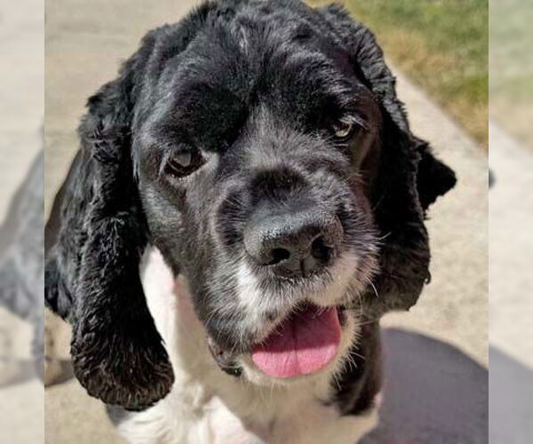 Medium Photo #10 Cocker Spaniel Puppy For Sale in Arlington, VA, USA
