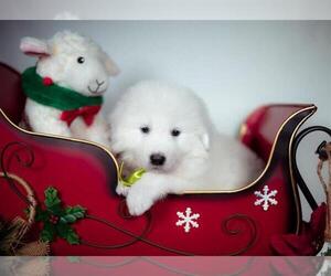 Maremma Sheepdog Puppy for sale in CONWAY, MO, USA