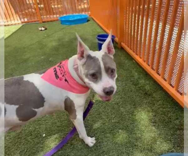 Medium Photo #1 American Pit Bull Terrier-Unknown Mix Puppy For Sale in Las Vegas, NV, USA