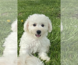 Bichpoo Puppy for sale in CANOGA, NY, USA
