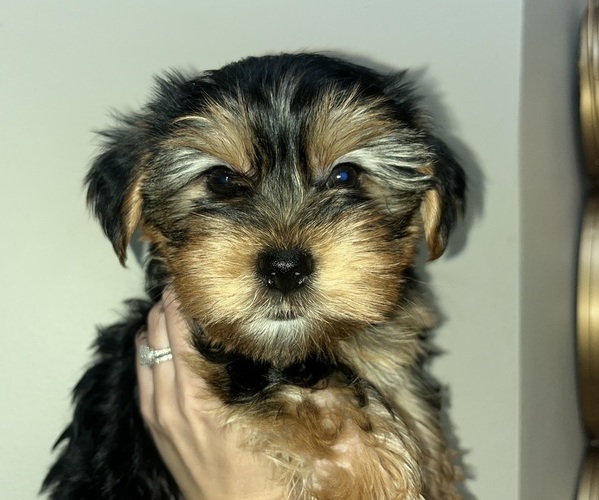 Medium Photo #2 Yorkshire Terrier Puppy For Sale in CHICAGO, IL, USA