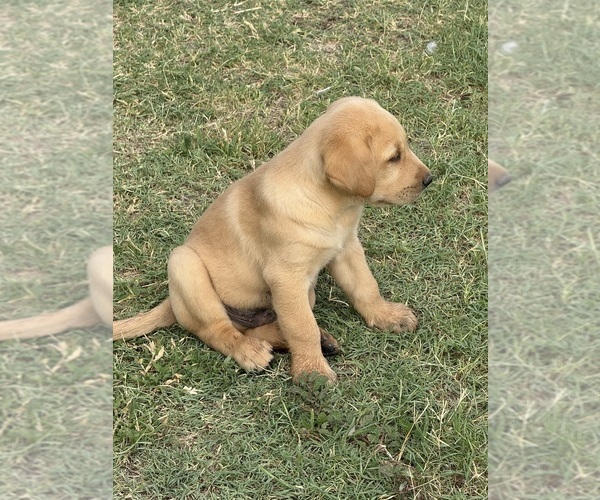 Medium Photo #6 Labrador Retriever Puppy For Sale in WADDELL, AZ, USA