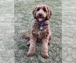 Small Photo #1 Australian Labradoodle Puppy For Sale in SEATTLE, WA, USA