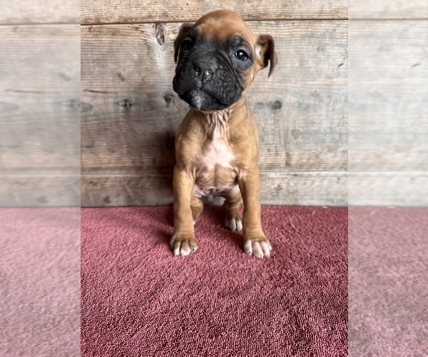 Medium Photo #16 Boxer Puppy For Sale in VERMONTVILLE, MI, USA