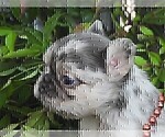 Small #2 French Bulldog