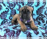 Small Photo #6 Cane Corso Puppy For Sale in LANCASTER, PA, USA