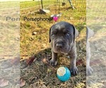 Puppy Persephone Cane Corso