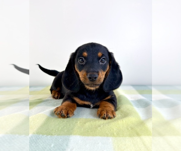 Medium Photo #2 Dorgi Puppy For Sale in GREENFIELD, IN, USA
