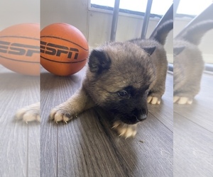 Akita Puppy for Sale in UNION CITY, Georgia USA