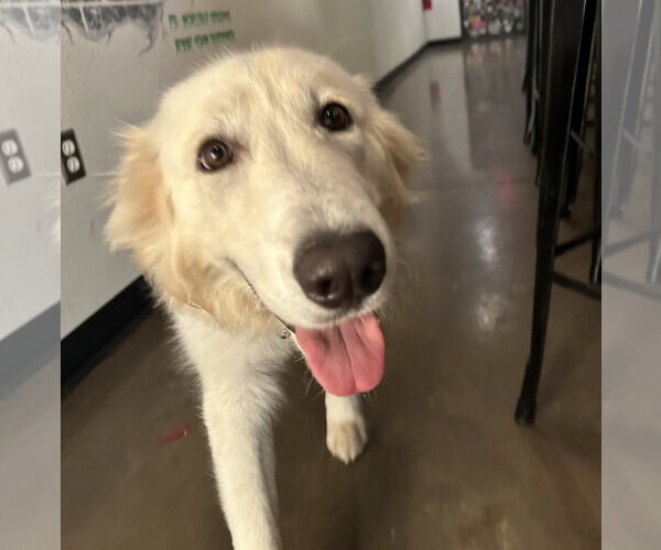 Medium Photo #3 Great Pyrenees-Unknown Mix Puppy For Sale in Dallas, TX, USA