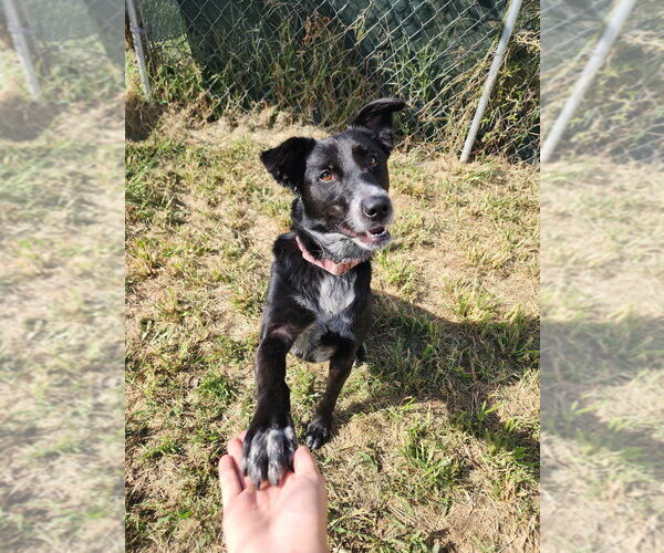 Medium Photo #7 Border Collie-Unknown Mix Puppy For Sale in Evansville, IN, USA