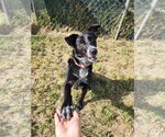 Small Photo #7 Border Collie-Unknown Mix Puppy For Sale in Evansville, IN, USA