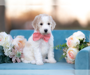Bordoodle Puppy for sale in WITTMANN, AZ, USA