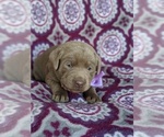 Small Photo #5 Labrador Retriever Puppy For Sale in HONEY BROOK, PA, USA
