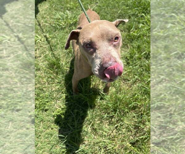 Medium Photo #4 Mutt Puppy For Sale in Abbeville, LA, USA