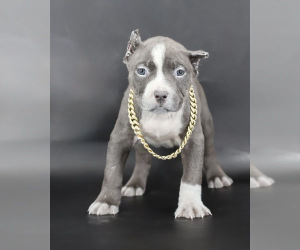 Medium Photo #1 American Bully Puppy For Sale in CHAMPAIGN, IL, USA