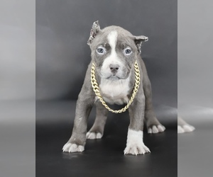 American Bully Puppy for sale in CHAMPAIGN, IL, USA